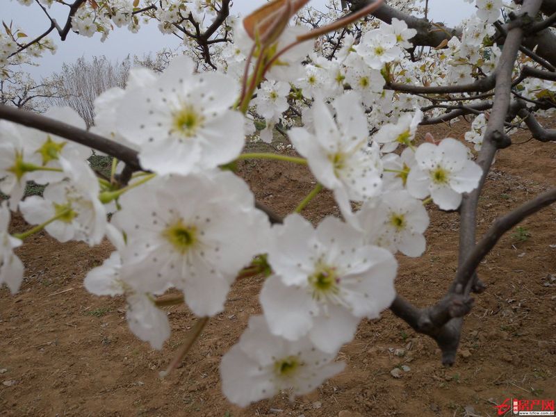 府前小區(qū)，一樓，兩室兩廳，年付